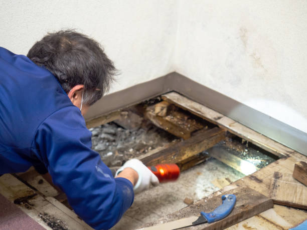 Best Fast Mold Removal  in West Siloam Springs, OK