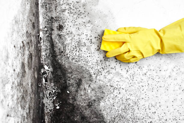 Best Residential Mold Removal  in West Siloam Springs, OK