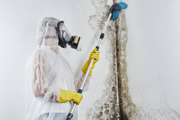 Best Local Mold Removal Service  in West Siloam Springs, OK