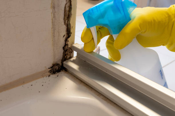 Best Home Mold Removal  in West Siloam Springs, OK